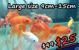 Goldfish - Large Assorted Comets (7cm-30cm)