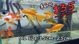 Goldfish - Large Assorted Comets (7cm-30cm)