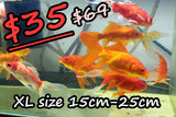 Goldfish - Large Assorted Comets (7cm-30cm)