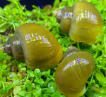 Green Black Foot Mystery Snail - Small