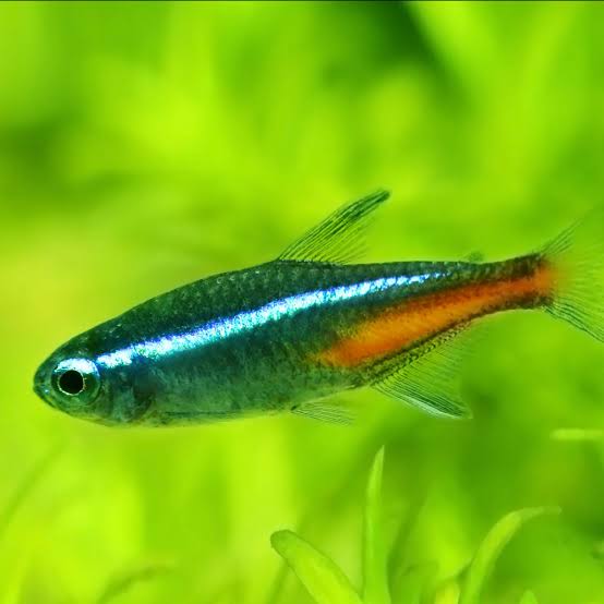 Temperate Neon Fish Are Neon Tropical Fish