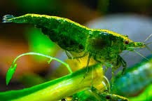 Green Jade Shrimp