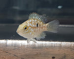 Super Green Texas Cichlid