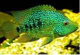 Super Green Texas Cichlid