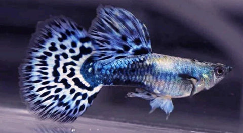 Blue Purple Mosaic Guppy (Male)