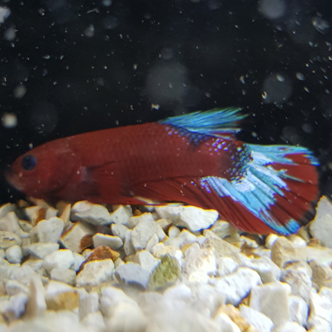 Hellboy HMPK (Red)