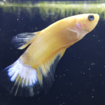 Hellboy HMPK (Yellow)