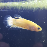 Hellboy HMPK (Yellow)