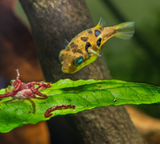 100g Frozen Bloodworms