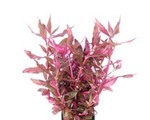 Red ruby