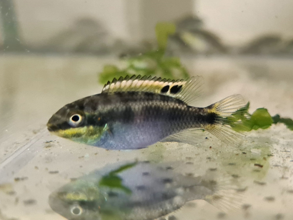 Kribensis Cichlid – Sydney Aquascapes