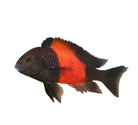 Tropeus Bemba Cichlid