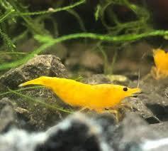 Yellow Shrimp (Neocaridina davidi)