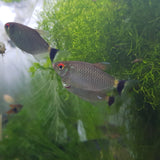 Two small fish swimming in an aquarium with green plants and water reflections.