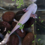 Axolotl Blue-gill (Large)