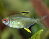 Lemon tetra
