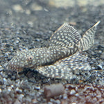 Rare Longfin Bristlenose Pleco (Catfish)