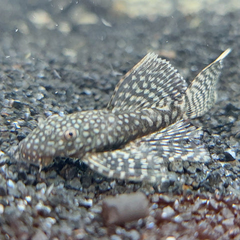 Rare Longfin Bristlenose Pleco (Catfish)