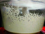 Micro Worms Live Culture