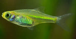 Neon Green Rasbora