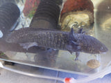 Axolotl Giant Black