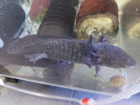 Axolotl Black - Noir