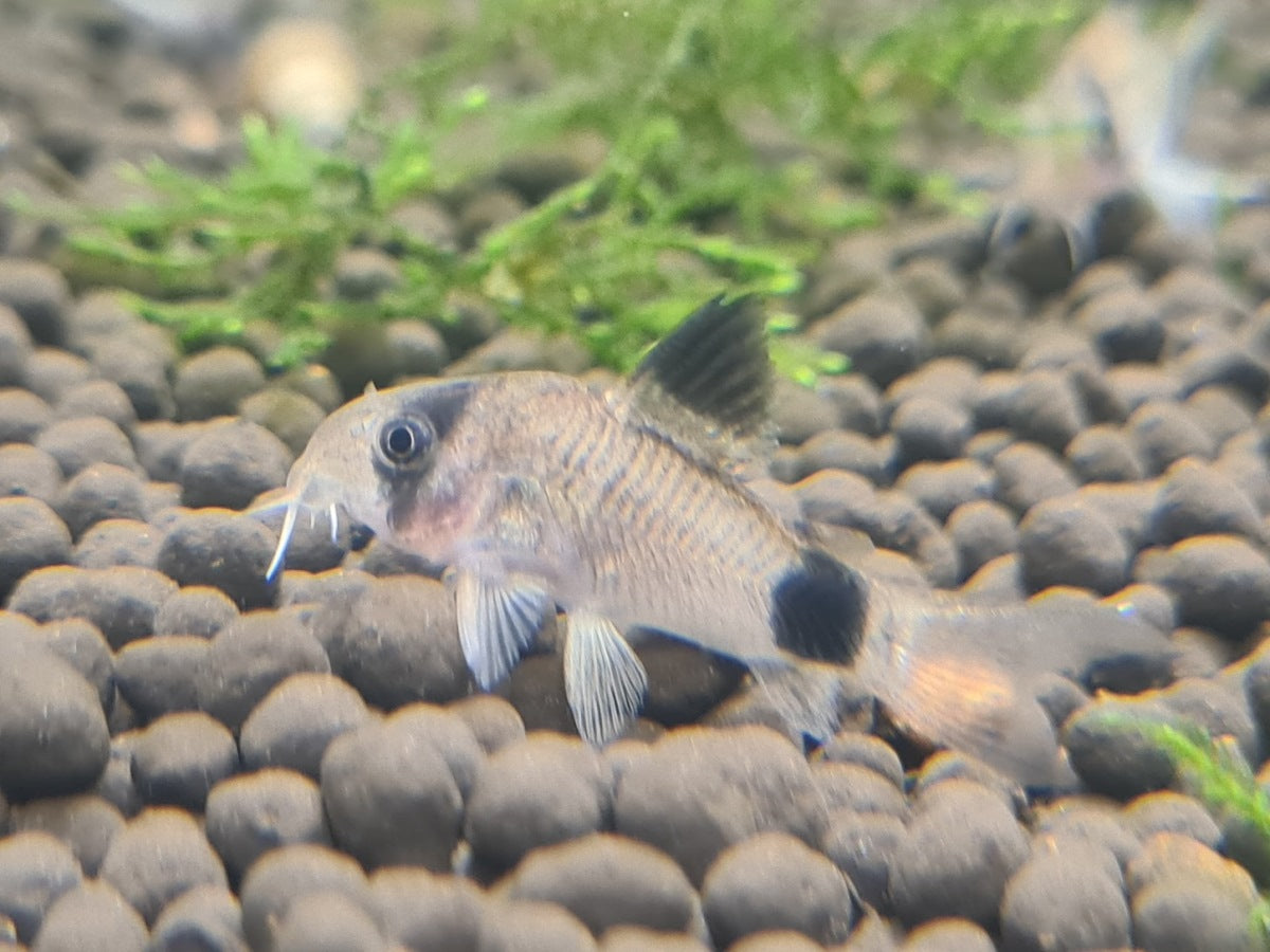 Panda Cory – Sydney Aquascapes