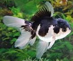 Goldfish - Panda Oranda Medium (5cm - 7cm)