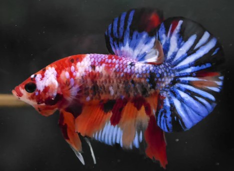 Blue Dot HM Plakat Betta