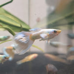 White Platinum Guppy