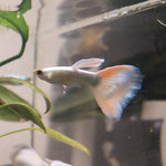 White Platinum Guppy