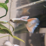 White Platinum Guppy