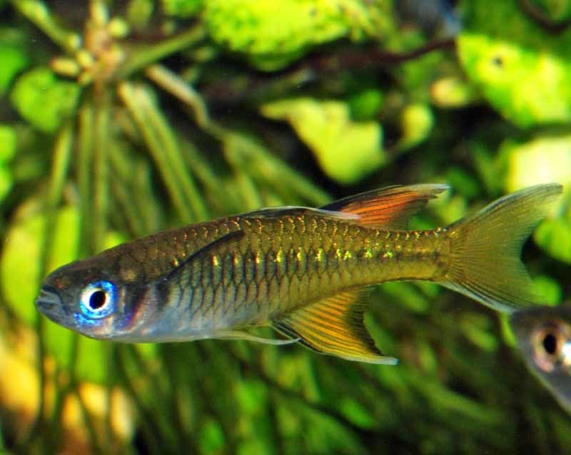 Pacific Blue Eye Fish - Buy Online – Sydney Aquascapes