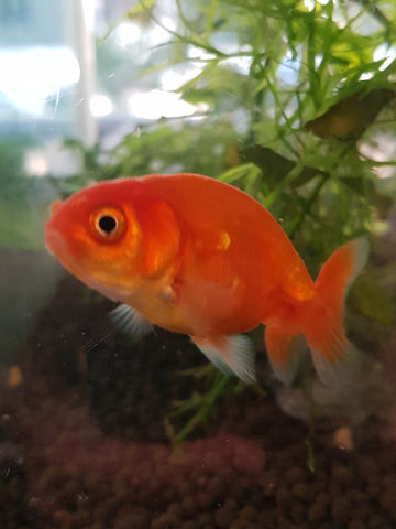 Goldfish- Ranchu