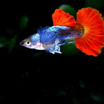 Red Dumbo Male Guppy