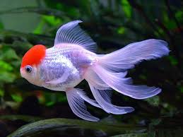 Goldfish- Red Cap Oranda Large (7cm-10cm)