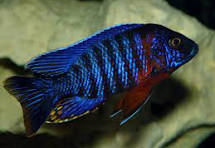 Red Neck Peacock Cichlid