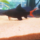 Red Tail Shark 6-8cm