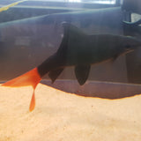 Red Tail Shark 6-8cm