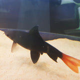 Red Tail Shark 6-8cm
