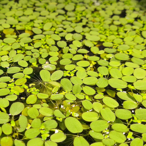 Buy Aquatic Plants Online - Delivered to you - Sydney Aquascapes