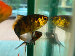 Goldfish - Shubunkin