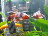Goldfish - Shubunkin