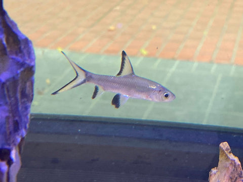 Silver Shark Buy Online – Sydney Aquascapes - Main Image