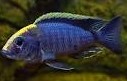 Sulphur head Peacock Cichlid