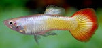 Golden Sunset Guppy