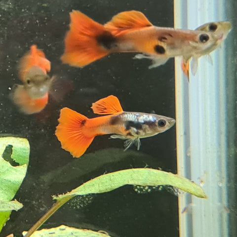 Tuxedo Red Guppy