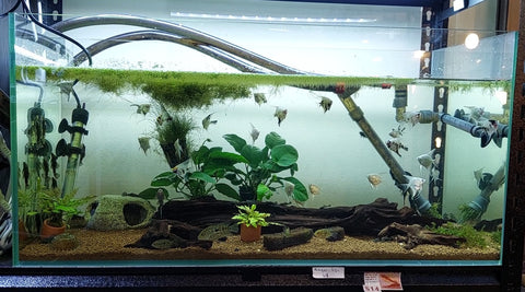 Rectangular Glass Aquarium 100L with lid (80×33×38)