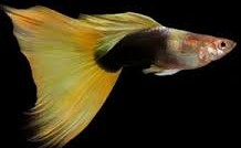 Yellow Tuxedo Guppy