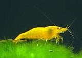 Yellow Shrimp (Neocaridina davidi)